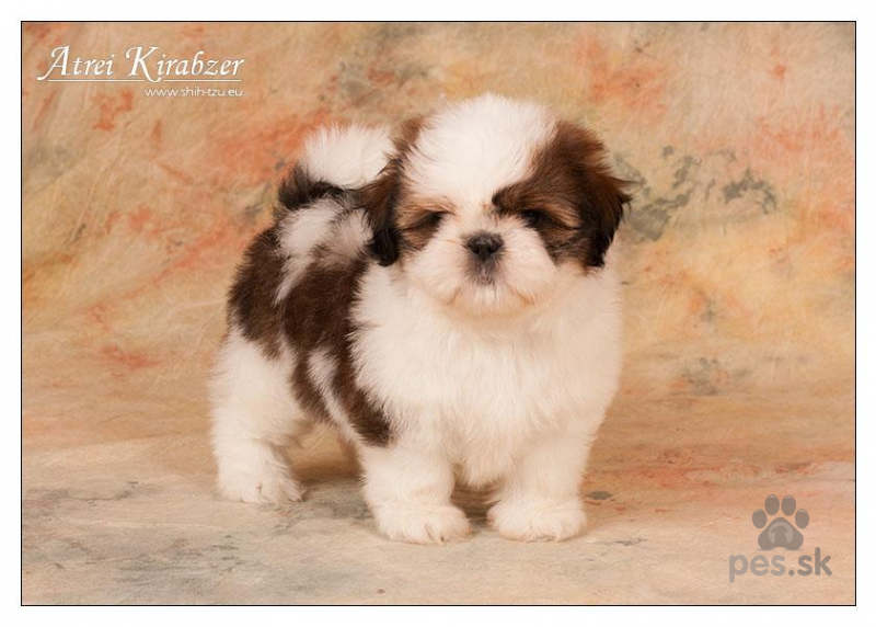 shi shih tzu shih tzu šteniatka shi tzu si cu si tzu pred 225 m psa ši tzu pes sk shi shih tzu shih tzu šteniatka shi tzu si cu si tzu pred 225 m psa ši tzu pes sk