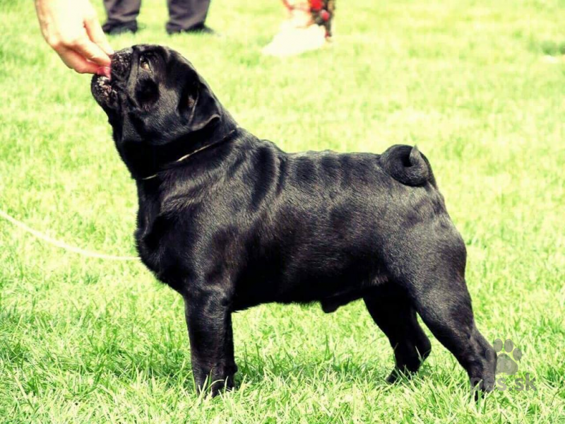 Pug(Mops) puppies for sale Predám psa MOPS Pes.sk