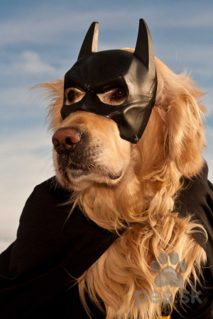 batdog.jpg