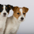 xjack_Russel_Terrier-Images-Photos-Animal-000040.jpg