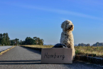 Cestovanie so psom do zahraničia - tipy na bezproblémovú dovolenku