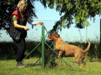 Elektrické obojky sú výcvikovú pomôckou, ktorú odporúčajú aj skúsení kynológovia