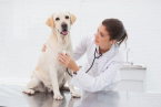 Tipy, ako zvládnuť návštevu veterinára bez stresu