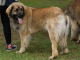 Leonberger