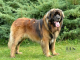 Leonberger - CHS Leon Eperies