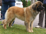 LEONBERGER