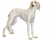 SALUKI