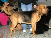 BLOODHOUND