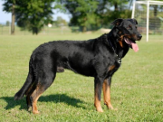 BEAUCERON