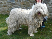 KOMONDOR