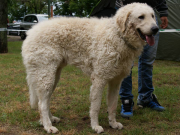 KUVASZ