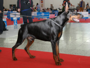 DOBERMAN