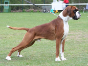 NEMECKÝ BOXER