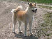 AKITA INU