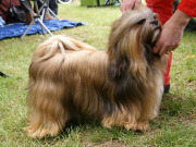 LHASA APSO