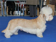 DANDIE DINMONT TERIÉR