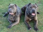 AMERICKÝ BANDOG