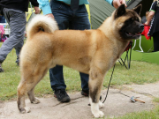 AMERICKÁ AKITA