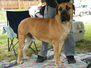 BOERBOEL