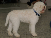 LAGOTTO