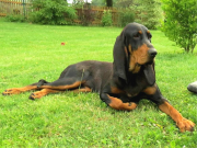 AMERICKÝ BLACK AND TAN COONHOUND