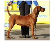 REDBONE COONHOUND