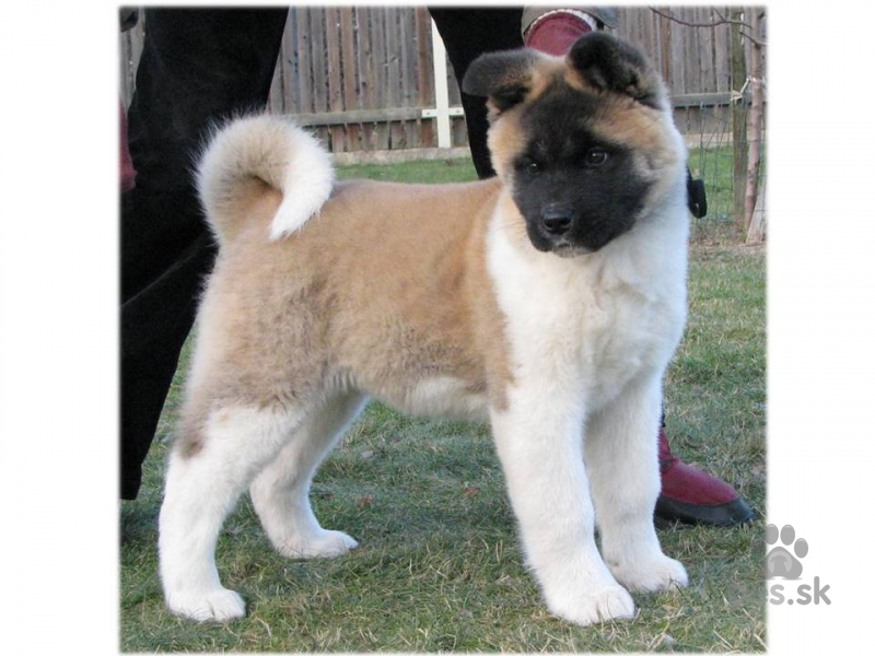 americka akita inu
