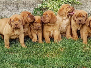 , Dogue de Bordeaux puppies