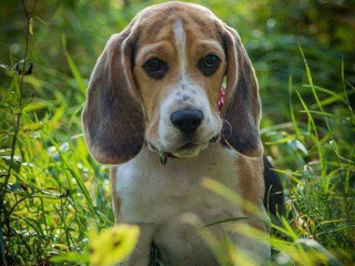 , Beagle na ktytie