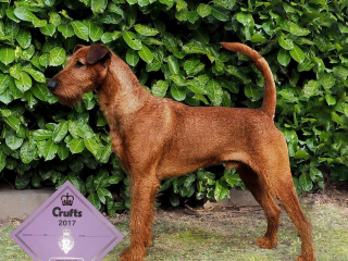 , Irský teriér / Irish terrier