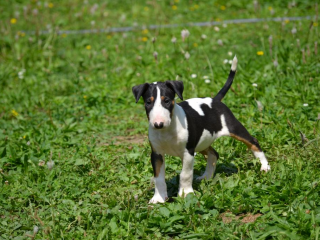 , bulterier bullterier bullterrier s PP