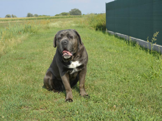 , Krytie Cane Corso