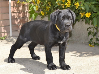 , Kvalitné  Cane Corso šteniatka