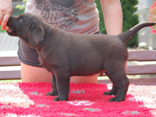 , Labradorský retriever, čokoládový pejsek s PP