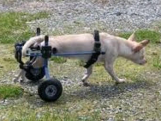 , Hľadám invalidný vozík pre labradora