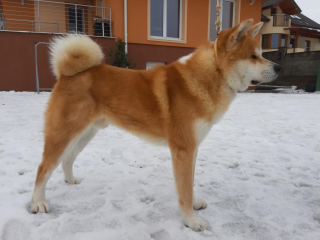 , Akita inu s PP na krytie