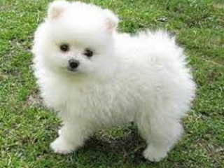 , Pomeranian 