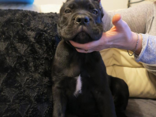 , Cane - Corso, šteniatka 1x fena,2x pes / puppies FOR SALE