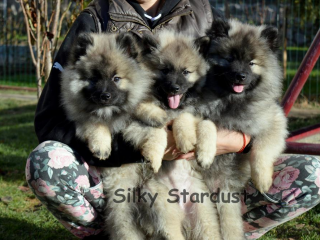 , Nemecký špic vlčí - Keeshond - Wolfspitz