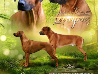 , Rhodesian Ridgeback/Rodézsky Ridgeback šteniatka s PP 