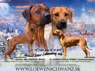 , Rhodesian Ridgeback šteniatka s PP