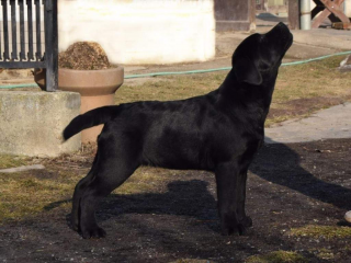 , Labrador retriever - čierne šteniatka