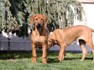 ,  Rhodesian Ridgeback/Rodézsky Ridgeback šteniatka s PP 