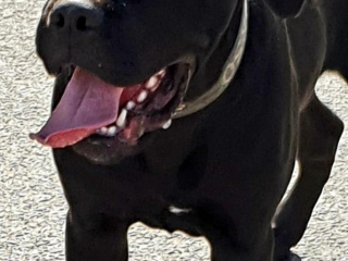 , Cane corso s PP