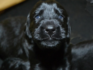 , Flat coated retriever