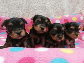 , Yorkšírský terier, štěňátka MINI BABY FACE