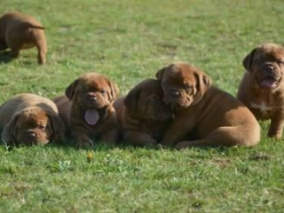 , Dogue de Bordeaux, French mastiff, Bordo doga