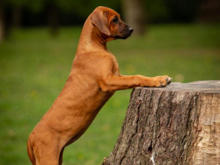 , Rhodesisn ridgeback