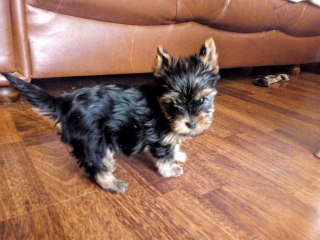 , Yorkshire terrier