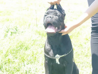 , Cane Corso male 